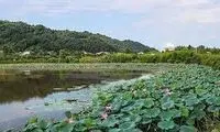 شوک شبانه و تلخ به تالاب زیبای لاهیجان