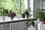 چند ترفند کاربردی و ساده برای جلوگیری از یخ‌زدگی گیاهان آپارتمانی