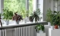 چند ترفند کاربردی و ساده برای جلوگیری از یخ‌زدگی گیاهان آپارتمانی