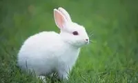ویدئویی از ذوق و خوشحالی بامزه یک خرگوش