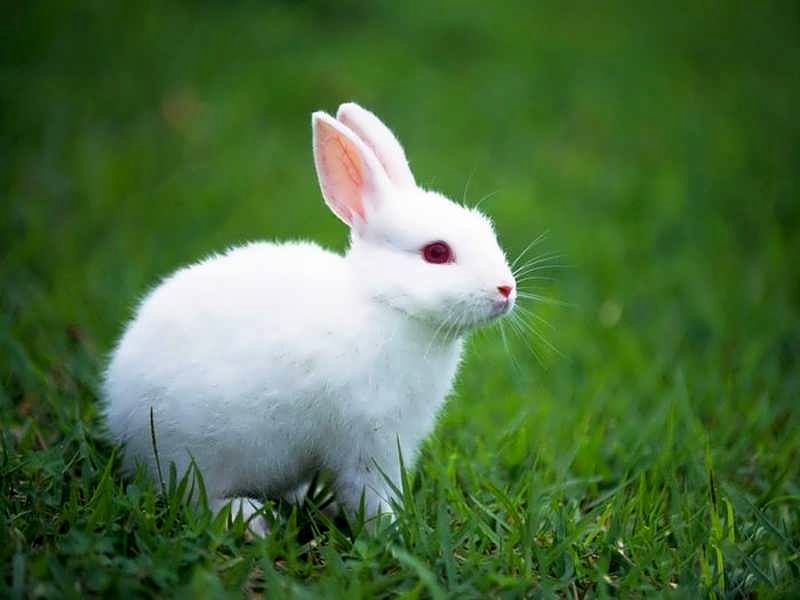 ویدئویی از ذوق و خوشحالی بامزه یک خرگوش