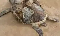 کشف لاشه یک لاک‌پُشت سبز در ساحل قشم