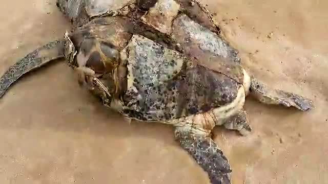 کشف لاشه یک لاک‌پُشت سبز در ساحل قشم