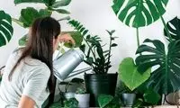 با این گیاهان عوارض آلودگی هوا را کم کنید