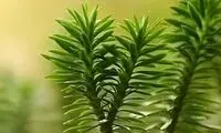 رمزگشایی از یک معمای ۱۰۰ساله
