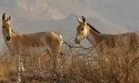 رهاسازی دو گورخر ایرانی در پارک محیط‌بان کرج
