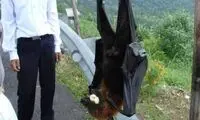 این خفاش‌ها اندازه انسان هستند!