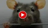 غوطه‌ور شدن یک موش روی ساندویچ‌های آماده!