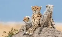 دوقلوزایی «هلیا» در زایمان دوم