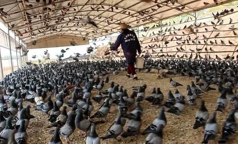 فرایند فرآوری گوشت کبوتر در یک کارگاه سنتیِ چین