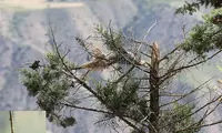 بیماری مرموزی که به جان درختان چالوس افتاده