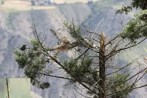 بیماری مرموزی که به جان درختان چالوس افتاده