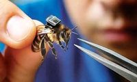 لشکر زنبورهای سایبری چینی به خط شدند