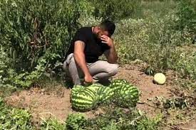 ویدئویی تلخ از سرنوشت هندوانه‌ها در دشت مغان