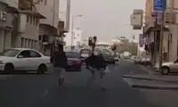 حمله خشن یک شتر مرغ به دو انسان وسط خیابان