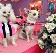 جشن عروسی میلیاردی برای دو سگ در تهران!