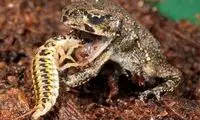 سوسکی که شکارچی خود را به طعمه تبدیل می کند
