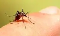 هفت دلیلی که پشه‌ها به شما حمله می‌کنند