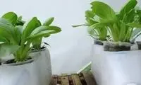 ترفندی جالب برای پرورش سبزیجات در منزل