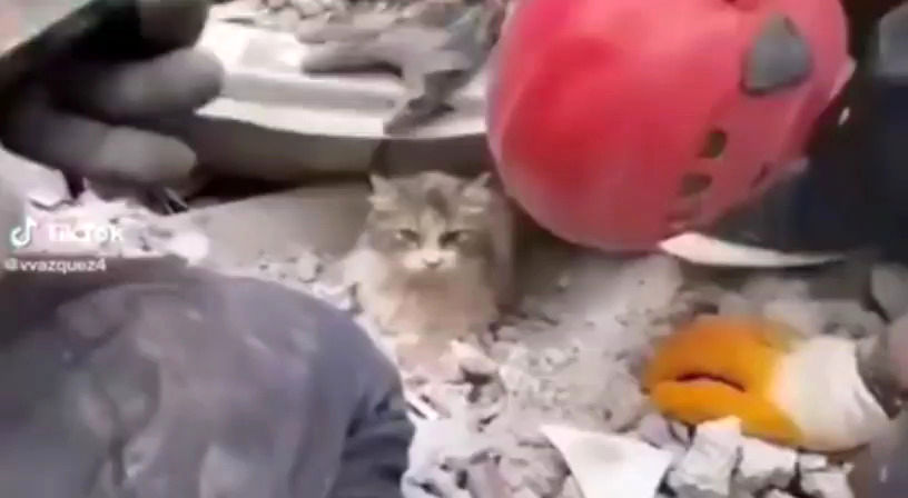 ببینید: نجات یک گربه از زیر آوارها در ترکیه