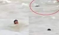 نجات کودک از غرق شدن در رودخانه پر از تمساح 