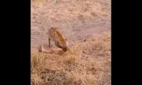 کفتار وحشی در حال زنده خواری آهوی بیچاره 