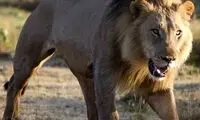 واکنش خنده‌دار یک شیر بعد از شکار زرافه