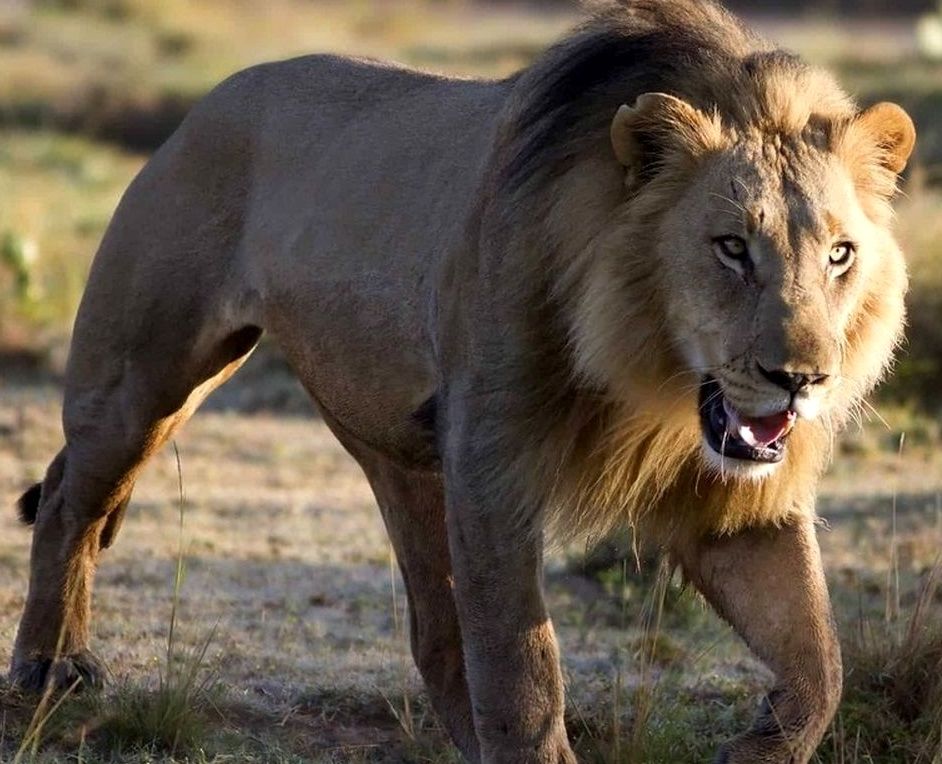 واکنش خنده‌دار یک شیر بعد از شکار زرافه