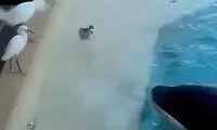 هوش بالای نهنگ قاتل برای شکار پرندگان!