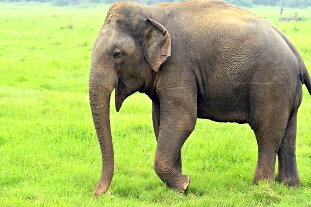 ذوق‌زدگی جالب فیل از صدای طبل
