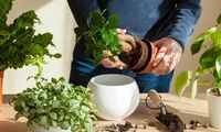 ۵ توصیه برای جلوگیری از کپک خاک گلدان