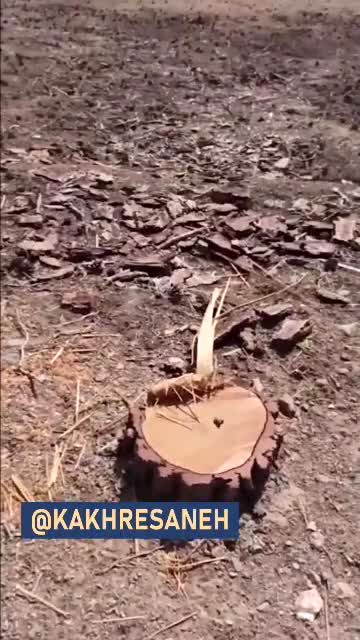 ویدئویی غم‌انگیز از قطع درختان در خراسان جنوبی