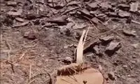 ویدئویی غم‌انگیز از قطع درختان در خراسان جنوبی