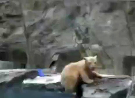 نجات یک توله خرس از غرق شدن توسط مادرش