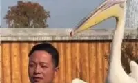 پایان عجیب سلفی مرد چینی با پلیکان غول‌پیکر