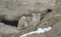 ثبت تصویری خاص از گربه وحشی در همدان