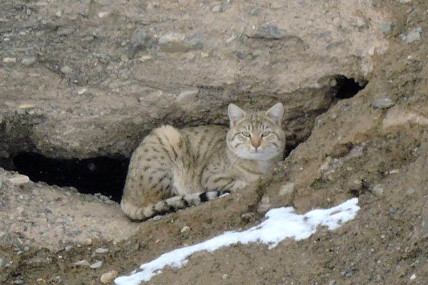 ثبت تصویری خاص از گربه وحشی در همدان
