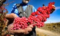 جادوی سرخ کویر؛ بزرگ‌ترین باغ زرشک جهان در افین