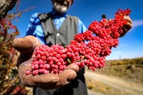 جادوی سرخ کویر؛ بزرگ‌ترین باغ زرشک جهان در افین