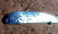 مشاهده «ماهی آخرالزمان» در ساحل تاسمانی