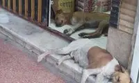 رفتار مغازه‌دار اهل بندرعباس با سگ‌ها سوژه شد