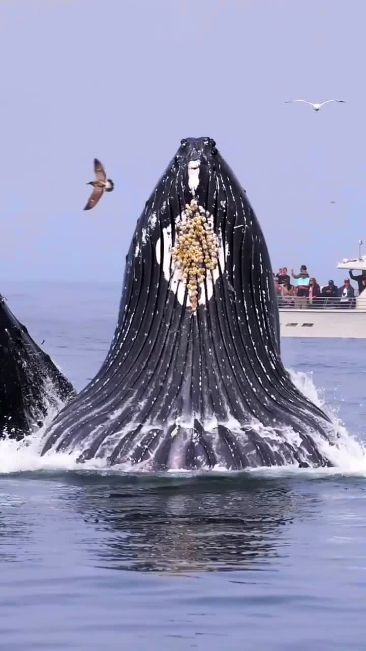 قابی تماشایی از خودنمایی نهنگ‌های غول‌پیکر