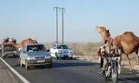 برخورد شتر با پراید حادثه آفرید