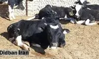 شیوع نوع جدید تب برفکی در بیخ گوش ایران