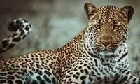 توانایی حیرت‌انگیز یک پلنگ در بالا رفتن از درخت