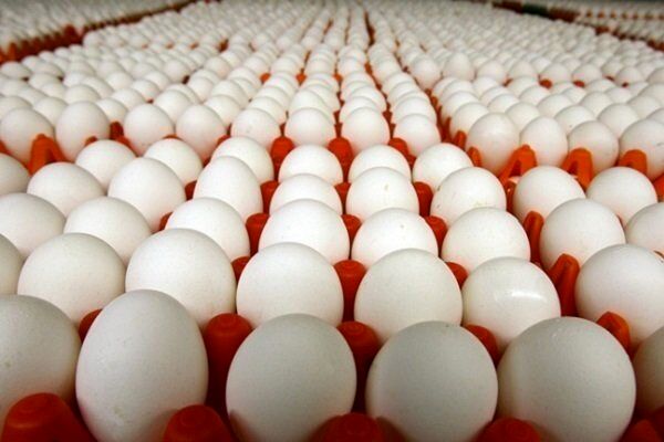 نرخ جدید تخم مرغ در میادین تره‌بار اعلام شد 
