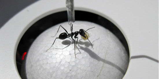 دانشمندان برای مورچه تردمیل مخصوص ساختند!