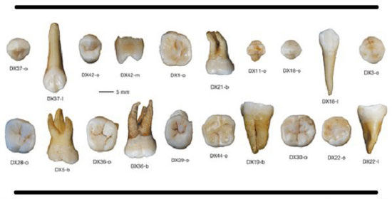 کشف دندان‌های 80 هزار ساله +عکس