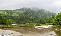 کشت بِرَنج در مازندران