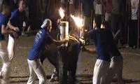 فستیوال وحشیانه آتش زدن گاو ها! +عکس